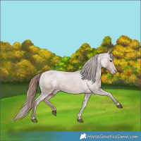 Horse Color:Chestnut Varnish 