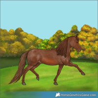 Horse Color:Chestnut Appaloosa 