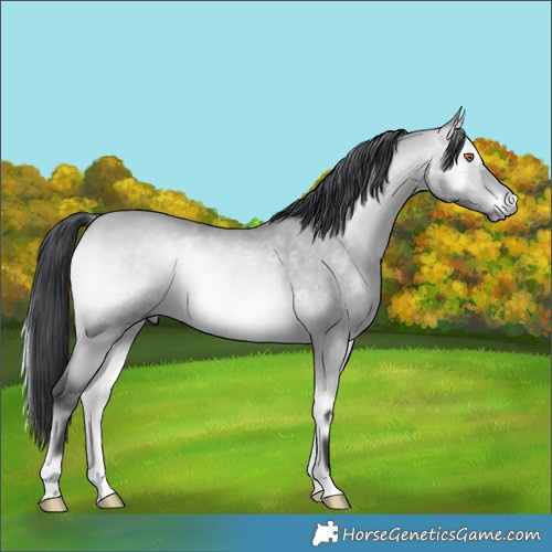 Horse Color:Bay Chinchilla Onyx 