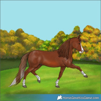 Horse Color:Chestnut Splash 