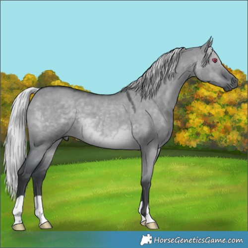 Horse Color:Silver Grullo Chinchilla 