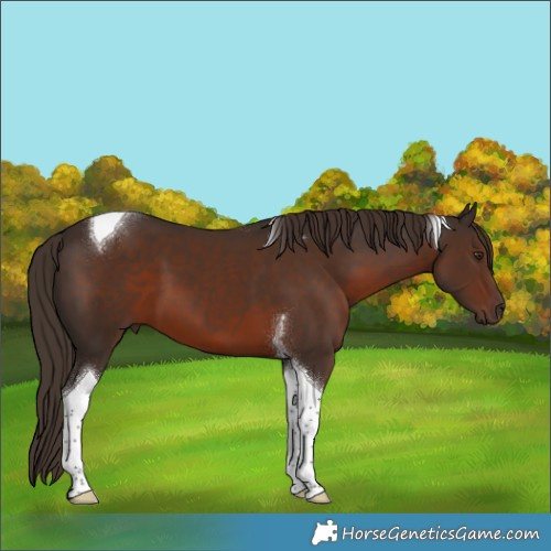 Horse Color:Liver Chestnut Tobiano 