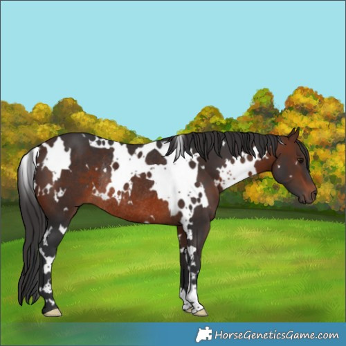Horse Color:White Spotted Brown Rabicano 