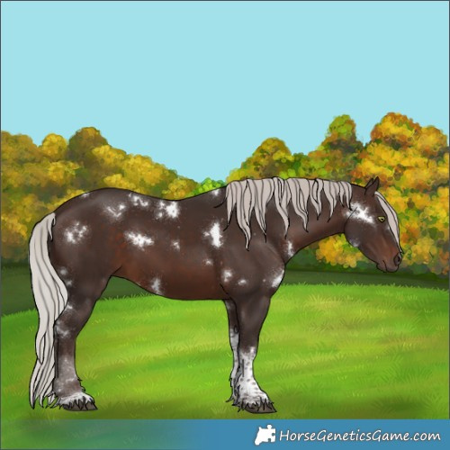 Horse Color:White Spotted Silver Brown Tobiano 