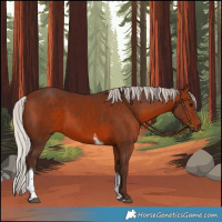 Horse Color:Silver Bay Tobiano