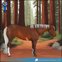 Horse Color:Silver Bay Tobiano 