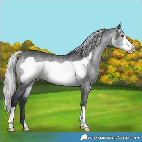 Horse Color:Silver Brown Chinchilla Frame 
