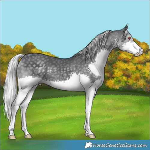 Horse Color:Silver Black Chinchilla Splash 