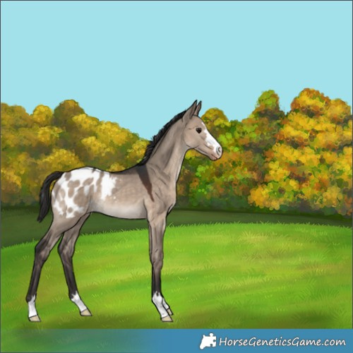 Horse Color:Brown Dun Appaloosa Rabicano 