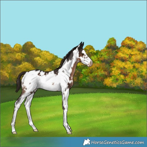 Horse Color:Liver Chestnut Sabino Frame Appaloosa Rabicano 