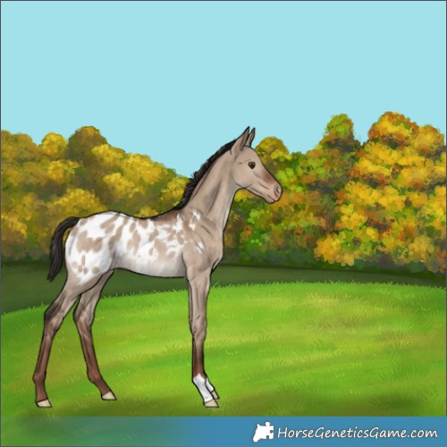 Horse Color:Liver Red Dun Appaloosa Rabicano 