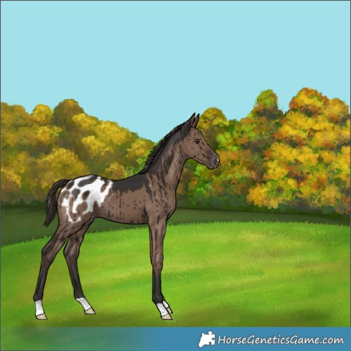 Horse Color:Liver Red Dun Appaloosa Brindle 