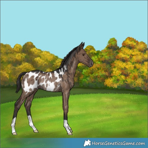 Horse Color:Liver Red Dun Blanket Rabicano Brindle 