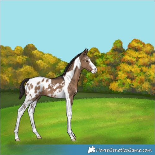 Horse Color:Liver Red Dun Sabino Tobiano Appaloosa 