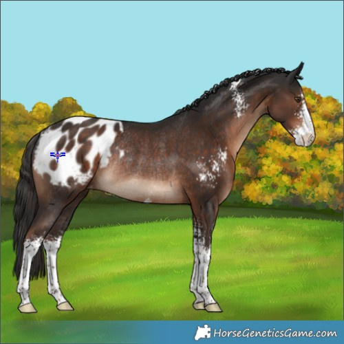 Horse Color:Liver Chestnut Sabino Appaloosa Rabicano 
