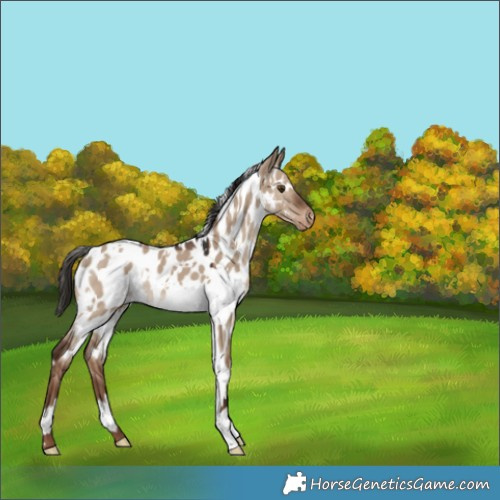 Horse Color:White Spotted Liver Red Dun Near Leopard 