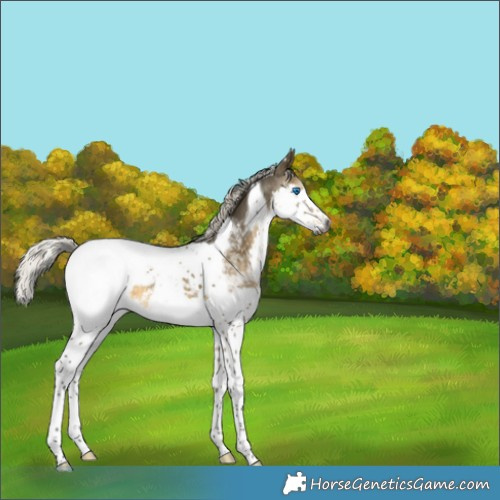 Horse Color:Gray Silver Buckskin Dun Splash Tobiano Snowcap 