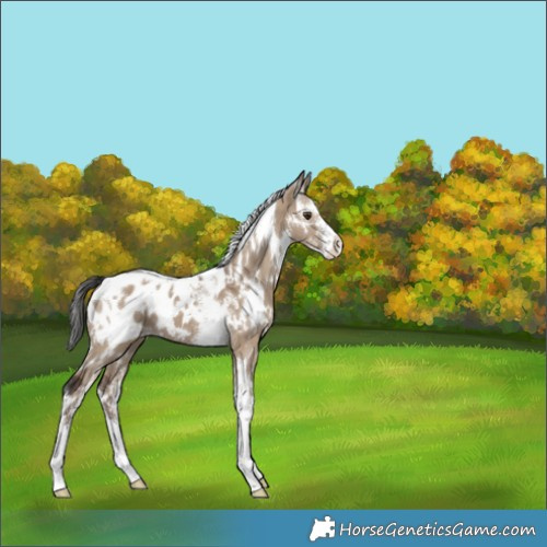 Horse Color:White Spotted Liver Red Dun Sabino Appaloosa 