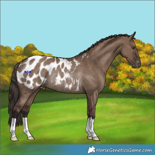 Horse Color:Liver Red Dun Appaloosa Rabicano 