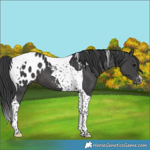 Horse Color:Black Tobiano Appaloosa