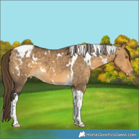 Horse Color:Unknown 