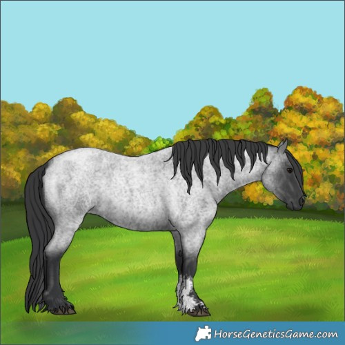 Horse Color:Blue Roan Sabino 