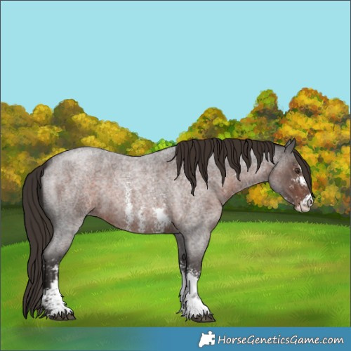 Horse Color:Liver Red Roan Sabino 