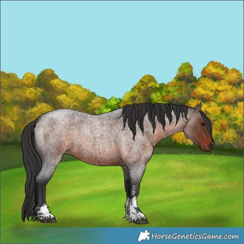 Horse Color:Brown Roan Sabino 