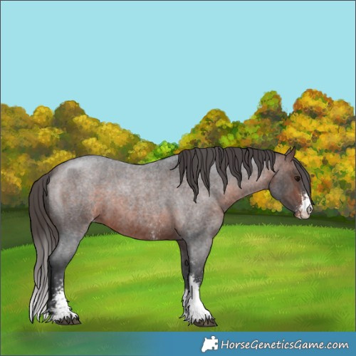 Horse Color:Brown Roan Sabino Appaloosa 