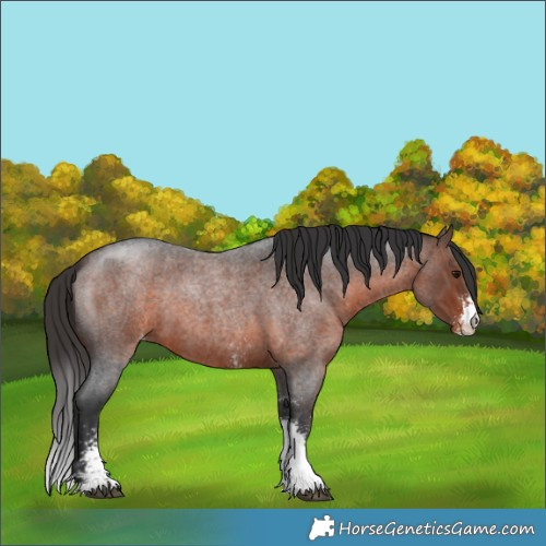 Horse Color:Brown Roan Sabino Appaloosa