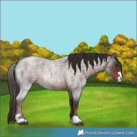 Horse Color:Liver Red Roan 