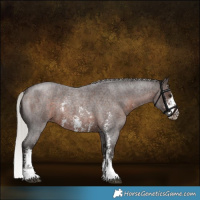Horse Color:Silver Brown Roan Sabino 