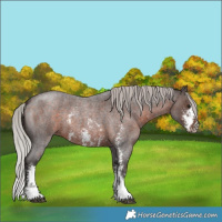 Horse Color:Silver Brown Roan Sabino 