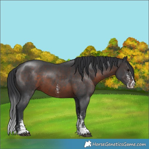 Horse Color:Brown Sabino 