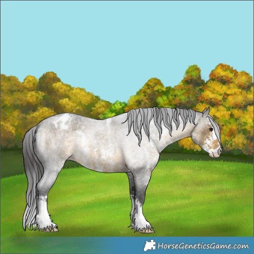 Horse Color:Buckskin Roan Sabino Appaloosa 