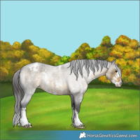 Horse Color:Buckskin Roan Sabino Varnish 
