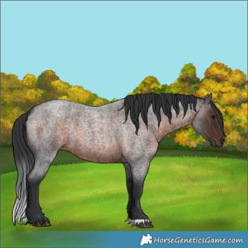 Horse Color:Brown Roan 