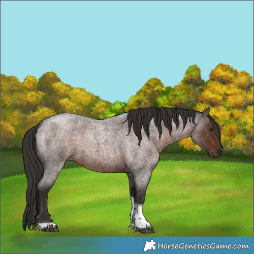 Horse Color:Liver Red Roan Tobiano 