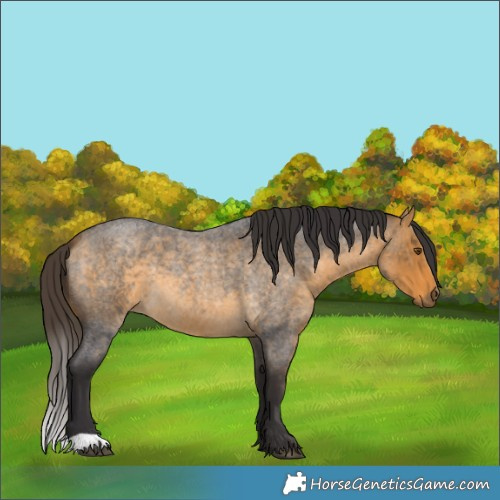 Horse Color:Buckskin Roan 
