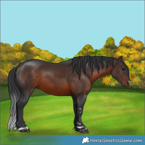 Horse Color:Brown 