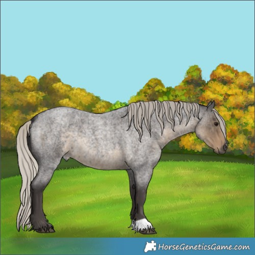 Horse Color:Silver Smoky Blue Roan 