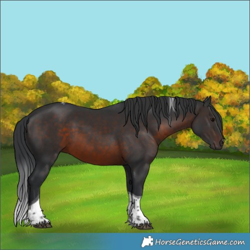 Horse Color:Brown Tobiano 