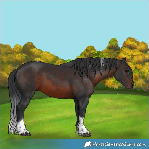Horse Color:Brown Tobiano 