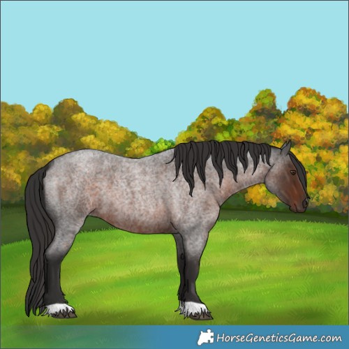 Horse Color:Liver Red Roan 