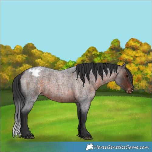 Horse Color:Brown Roan Varnish 