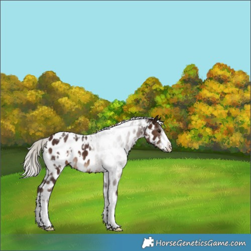 Horse Color:White Spotted Silver Brown Near Leopard 