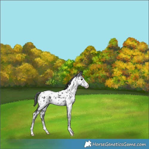 Horse Color:White Spotted Black Appaloosa Rabicano 