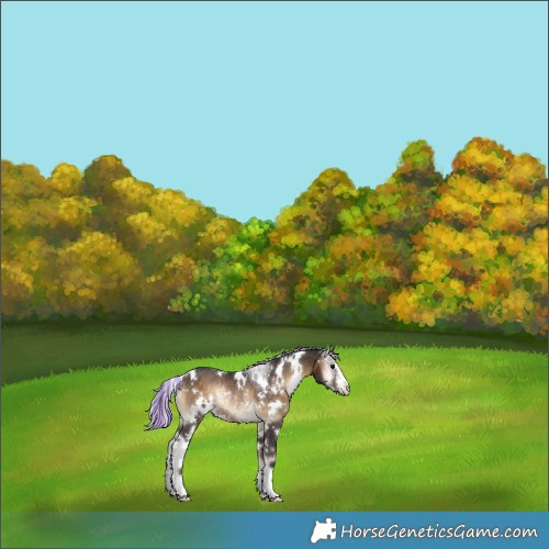 Horse Color:Painted White Spotted Silver Brown Onyx Rabicano 