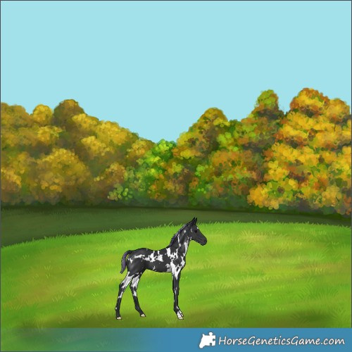 Horse Color:Painted White Spotted Black 