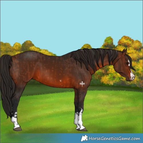 Horse Color:Bay  and Gray Bay 